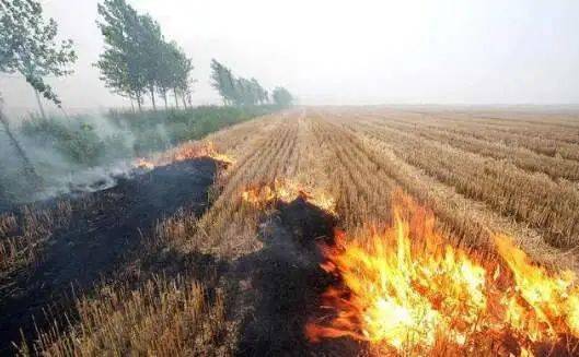 河南洛阳两地因焚烧秸秆被扣罚财力，环保行动力促乡村绿色发展